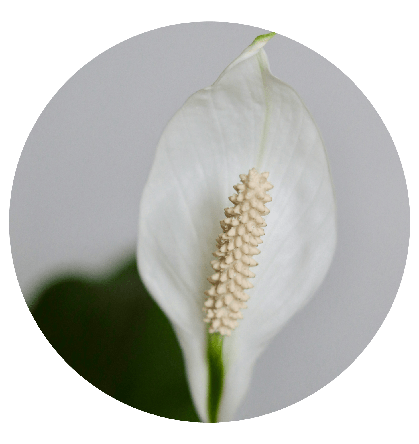 Flor decorativa