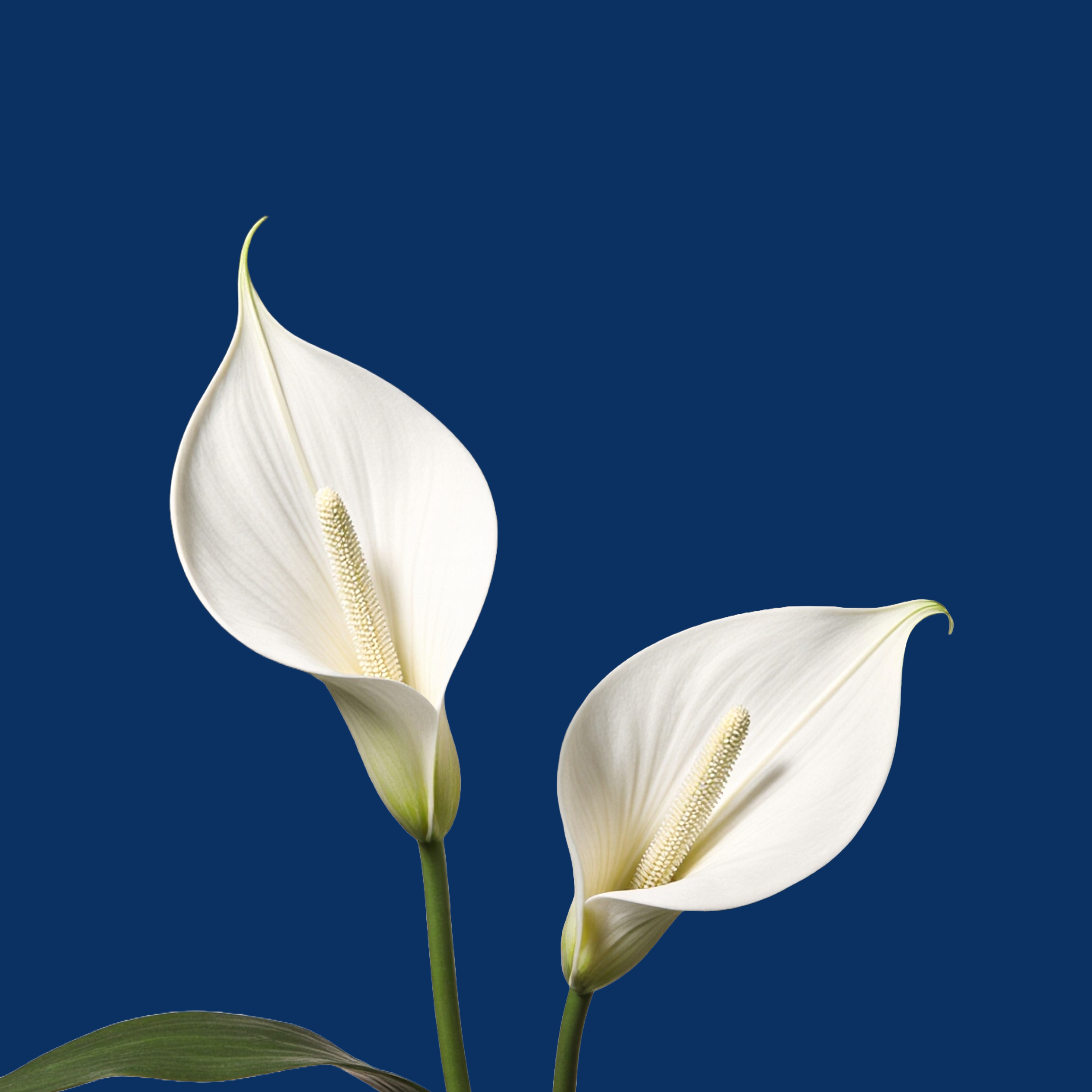 Flor decorativa