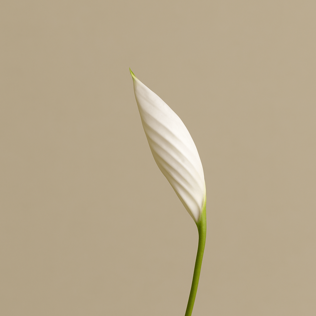 Flor decorativa